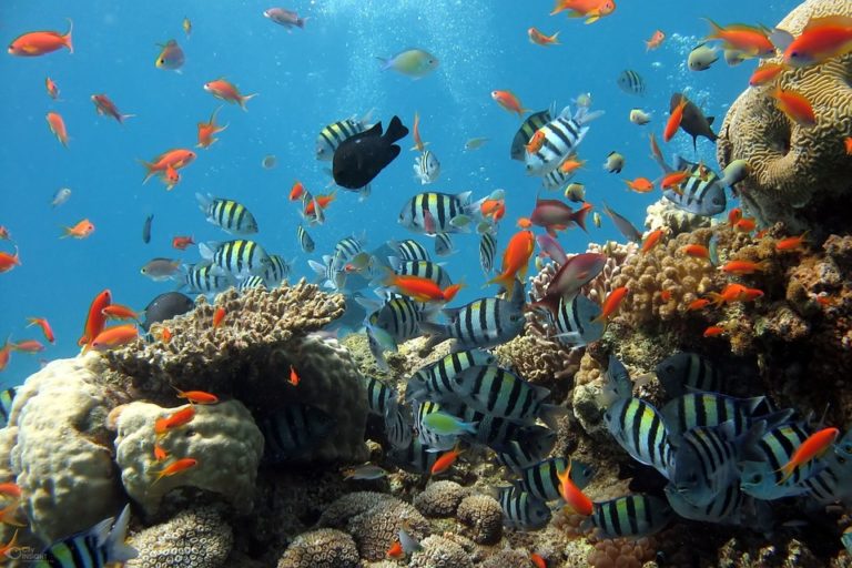 Řasy poskytují až 90 procent energie korálu. Bělené koráli nadále žijí, ale po bělení začnou hladovět. Foto: pixabay