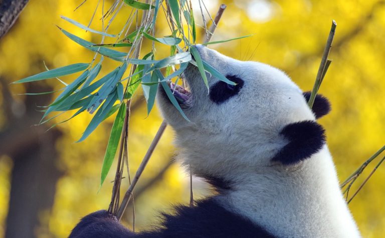 Ke konzumaci rostlinné stravy je panda velmi dobře přizpůsobena – má velké čelisti, mohutné žvýkací svaly, velké a široké stoličky, tzv. šestý prst, což je silně protažená záprstní kůstka, díky které se pandě dobře drží bambusové stonky. Foto: pixabay