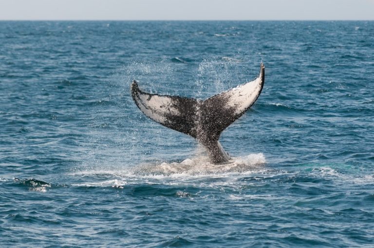 Plejtvák obrovský, v jiných jazycích známý jako modrá velryba, je mořský savec z řádu kytovců. Foto: pixabay