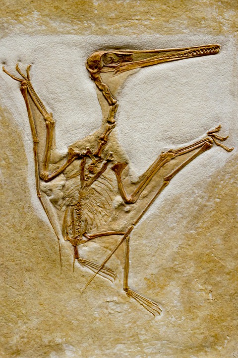 Existovaly dva hlavní druhy pterosaurů. Foto: pixabay