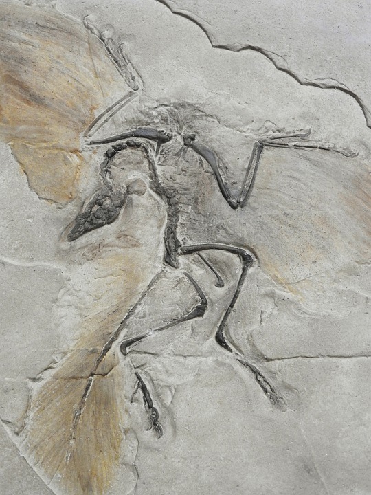 Pterosauři měli kůži z jakýchsi chlupatých vláken známých jako pycnofibers, která zakrývala jejich těla a části křídel. Foto: pixabay