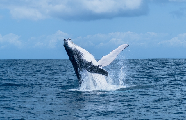 Hrbolky, které mají velryby na ploutvích, vytváří vír. Foto: Shutterstock