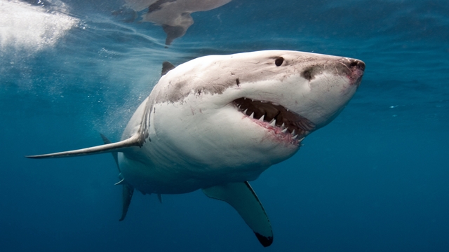 Kůže žraloka posloužila výrobcům letadel. Foto: Shutterstock