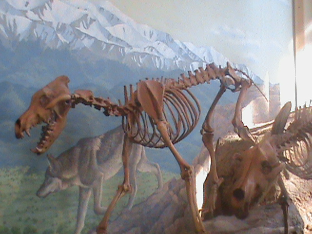 Urputně pronásledovali koně, bizony i mastodonty - dva metry dlouhému lovci unikl jen málokterý živočich. RobTwoEagle / Creative Commons / CC-BY-SA-3.0