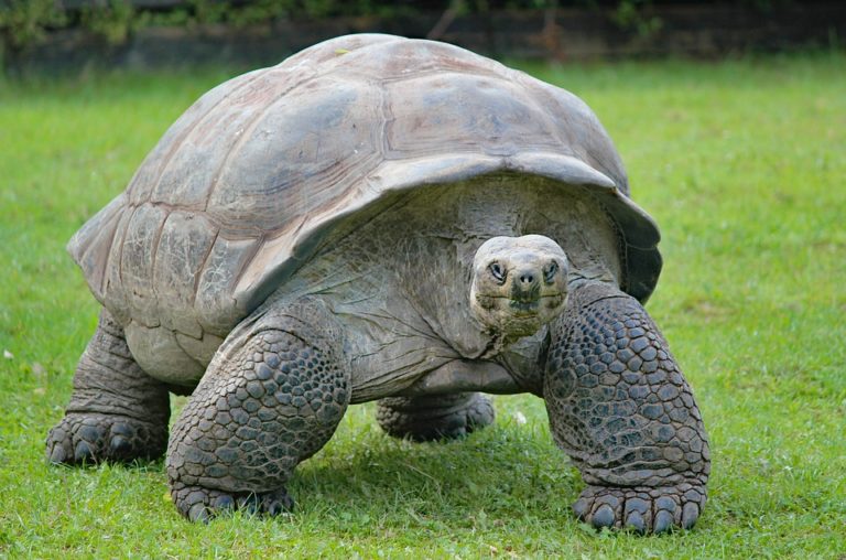 Želva obrovská je velká suchozemská želva, která žije na Seychelských ostrovech. Foto: pixabay