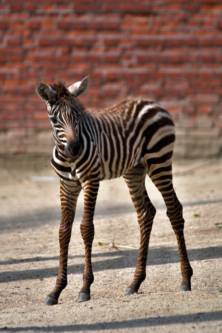 Vzácný poddruh zebry stepní, který se vyznačuje dospělými jedinci bez hřívy. Foto: Zoo Liberec