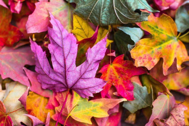 Listy na podzim nemění barvy, spíš jen svlečou zelený kabát. Foto: StockSnap / Pixabay.