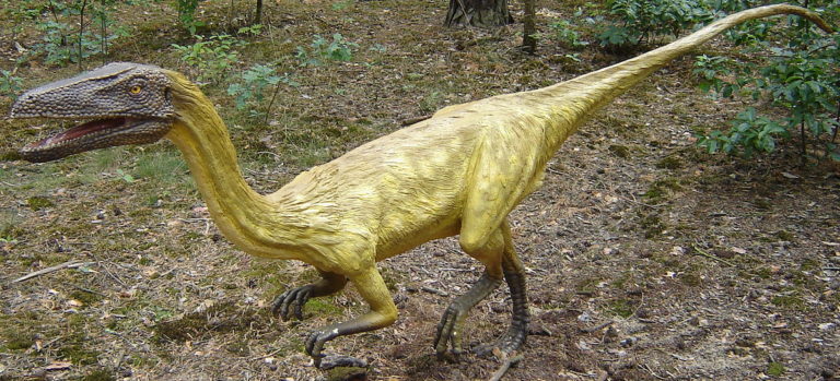 Coelophysis byl rod menšího dravého teropoda, který žil v období pozdního triasu až nejranější jury, před asi 216 až 196 miliony let. Foto: Cropbot / Creative Commons / PD-self