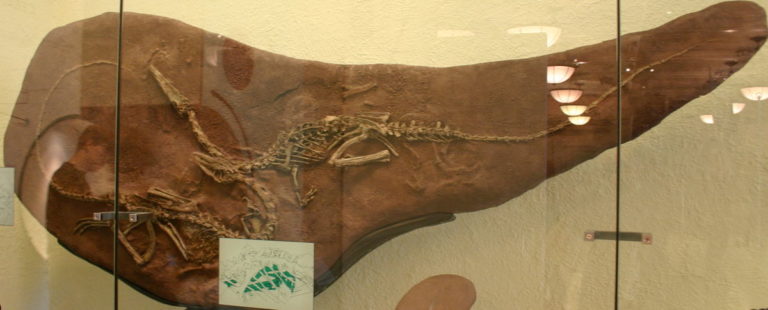Fosilie tohoto teropoda byly objeveny roku 1881 na lokalitě Ghost Ranch v Novém Mexiku. Foto: Cropbot / Creative Commons / CC-BY-2.0