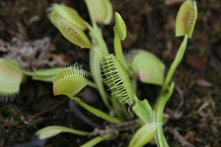 Dionaea muscipula Foto: David Stang / Creative Commons / CC-BY-SA-4.0