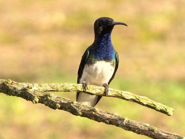 U velké části druhů ptáků lze poměrně snadno poznat samice od samců. Foto: Jon Kolbert / Creative Commons / CC-BY-2.0