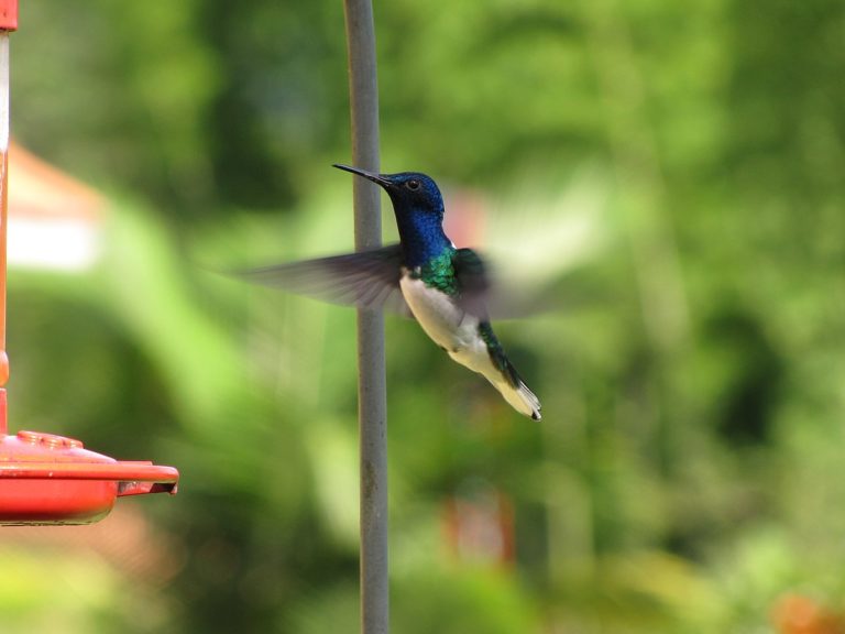 Právě kolibříci jsou známí svým pestrobarevným peřím. Foto: Helmy oved / Creative Commons / CC-BY-2.0