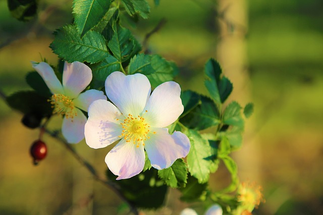 Než dozrají šípky, keř dojímá křehkou krásou květů. (Foto: Konevi / Pixabay)
