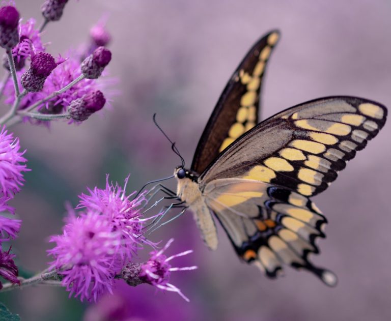 Motýlí hlava, to jsou hlavně oči. A sakra šikovné! Slouží mimo jiné jako kompas. Foto: unsplash