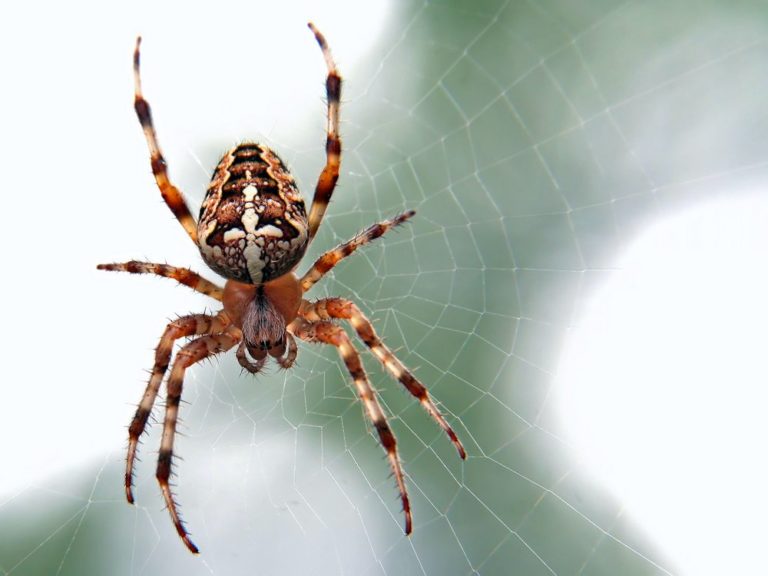 Jestli je něco ukázkou dokonalé přírodní pasti, pak je to pavoučí síť. Foto: unsplash