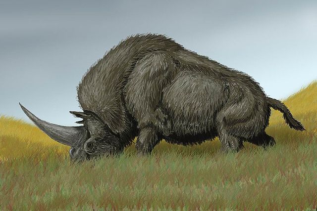 Předobrazem fantastického stvoření mohl i být tento dávný nosorožec Elasmotherium sibiricum. (Autor: DiBgd / commons.wikimedia.org / CC BY-SA 3.0)