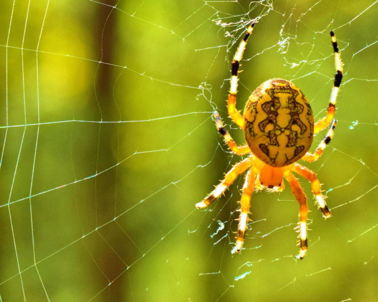 Pavoučí svět není nikdy radno podceňovat. Najdeme v něm spoustu velkých výkonů, podivuhodných a obdivuhodných tvorů. Foto: pxfuel