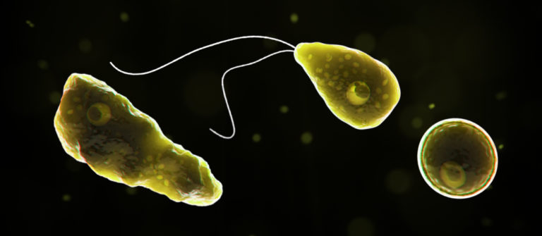 Naegleria Foto: It's gonna be awesome / Creative Commons / PD US HHS CDC