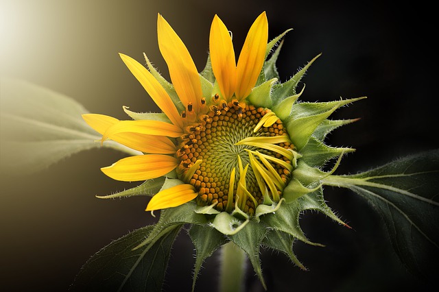 Za sluncem se otáčejí jen poupata a mladé květy slunečnic.(Foto: Bich Nguyen Vo / Pixabay)