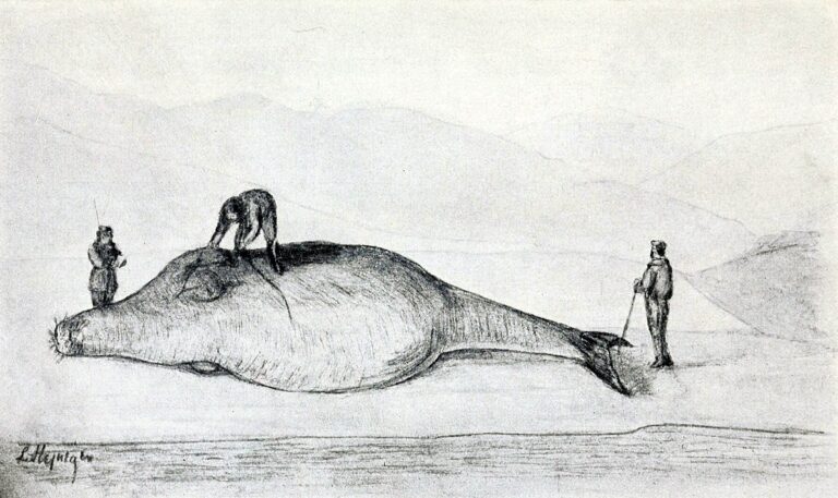 Ilustrace znázorňující uloveného korouna. FOTO: Leonhard Stejneger (1851 – 1943), Public domain, via Wikimedia Commons