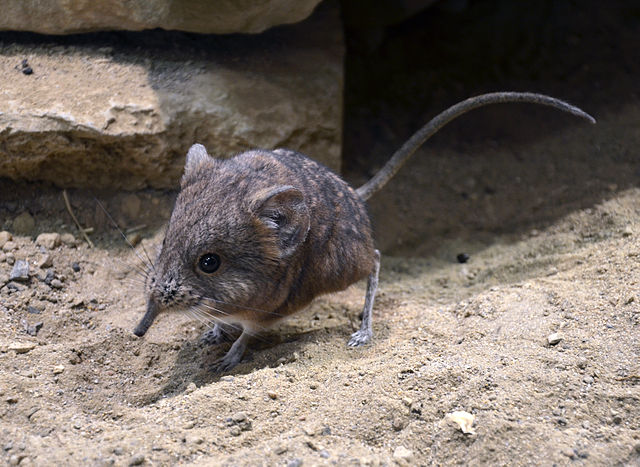 Tato drobná zvířátka mají specifickou stavbu zadních končetin, mohou se po nich dokonce pohybovat bez využití předních tlapek.(Foto: Vassil / commons.wikimedia.org / CC0)