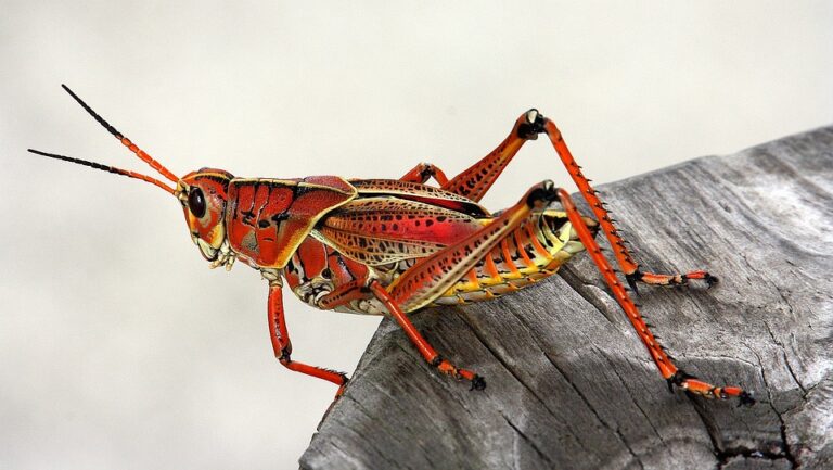 Entomologie je věda zabývající se studiem hmyzu. Foto: Pixabay