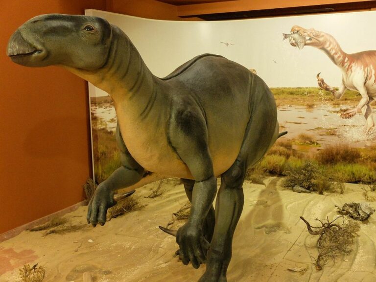 Iguanodon je rod ornitopodního dinosaura, který se vývojově nacházel někde mezi prvními hbitými dvounohými hypsilofodonty a kachnozobými dinosaury, jimiž věk ornitopodů vrcholil. Foto: DinosIgea / Creative Commons / CC-BY-SA-4.0