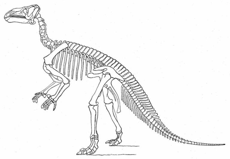 Prvního iguanodona objevil roku 1822 a popsal o tři roky později anglický lékař a amatérský paleontolog Gideon Mantell. Foto: BetacommandBot / Creative Commons / PD US