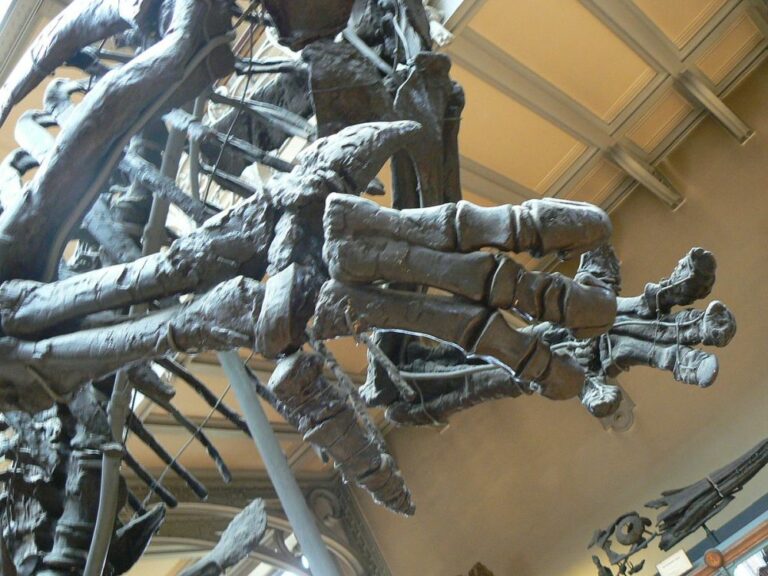 Iguanodon byl mohutný býložravec, který se mohl pohybovat po dvou i po čtyřech končetinách. Foto: LadyofHats / Creative Commons / PD-self
