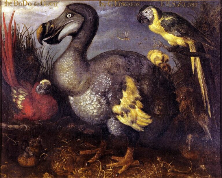 Slavná malba, na které je vyobrazen takzvaný Edwardsův dodo. FOTO: Roelant Savery, Public domain, via Wikimedia Commons