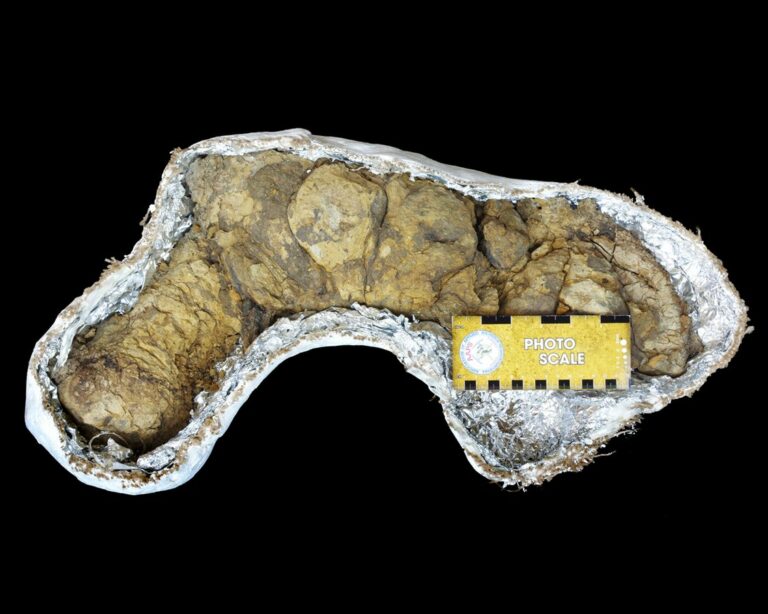 Paleontologie zkoumá také nepřímé stopy po životě organismů, a dokonce i zkamenělé výkaly – koprolity. Foto: Poozeum / Creative Commons / CC-BY-SA-4.0