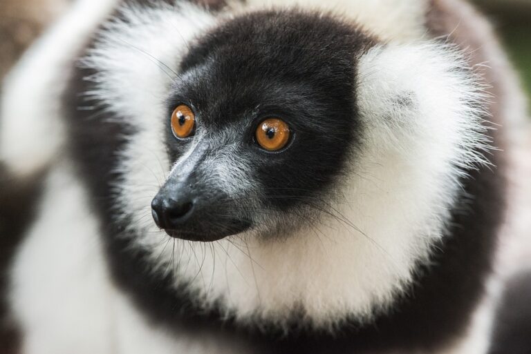 Indri je největší z přežívajících lemurů, váží průměrně okolo 7 kg. Foto: pixabay