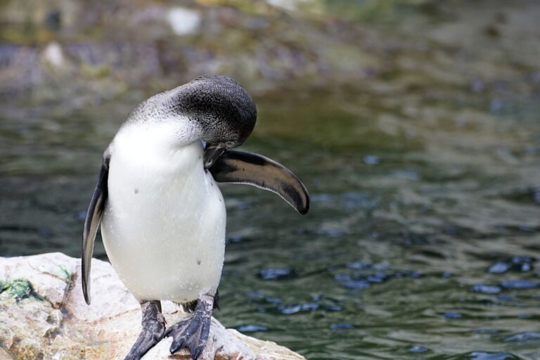 Tučňák kroužkový je středně velký zástupce čeledi tučňákovitých. Foto: pixabay