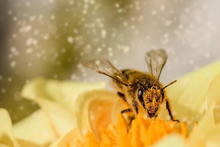 Starobylé včelaření v brtích. Foto: pixabay