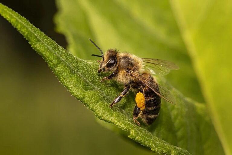 Včela je rod blanokřídlého hmyzu. Foto: pixabay