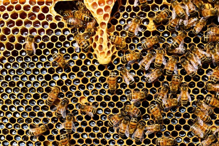 Charakteristickým projevem rodu včela je stavba díla z vosku vyprodukovaného včelí voskovou žlázou. Foto: pixabay