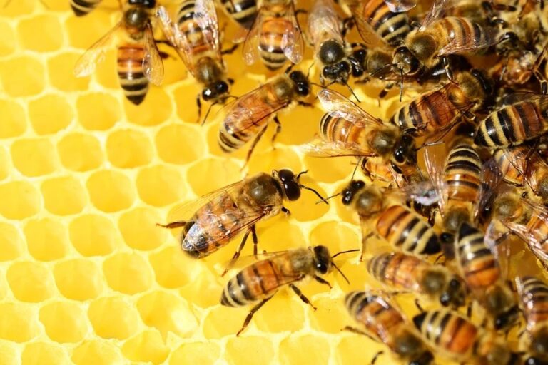 Včely spotřebují asi 3,5 kg medu k získání 0,5 kg včelího vosku. Foto: pixabay
