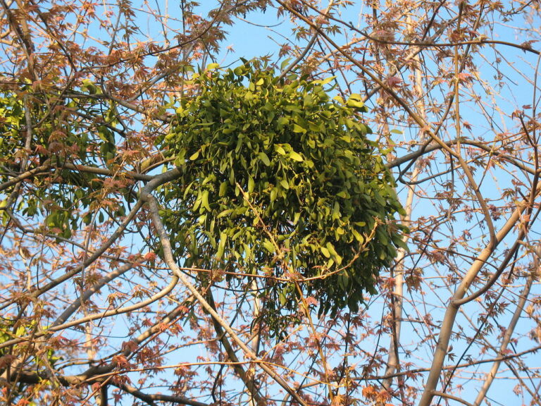V korunách stromů připomíná jmelí orlí hnízda.(Foto: Andrew Dunn/ commons.wikimedia.org/ CC BY-SA 2.0)