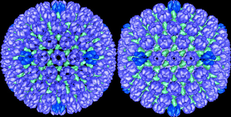 Zákeřný herpes simplex virus zůstává po nákaze v lidském organismu už napořád. Foto: National Institute of Arthritis and Musculoskeleta / Creative Commons / CC BY-NC-SA 2.0.