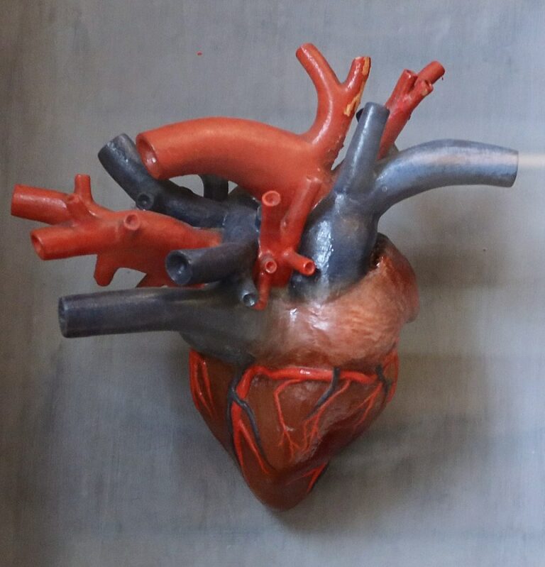 Předseda českých kardiologů prof. Linhart připomíná, že v následujících měsících a letech lze čekat prudký vzestup lidí se srdečním selháním, mimo jiné proto, že infarkt přechodili. Foto: Zythème / Creative Commons / CC-BY-4.0
