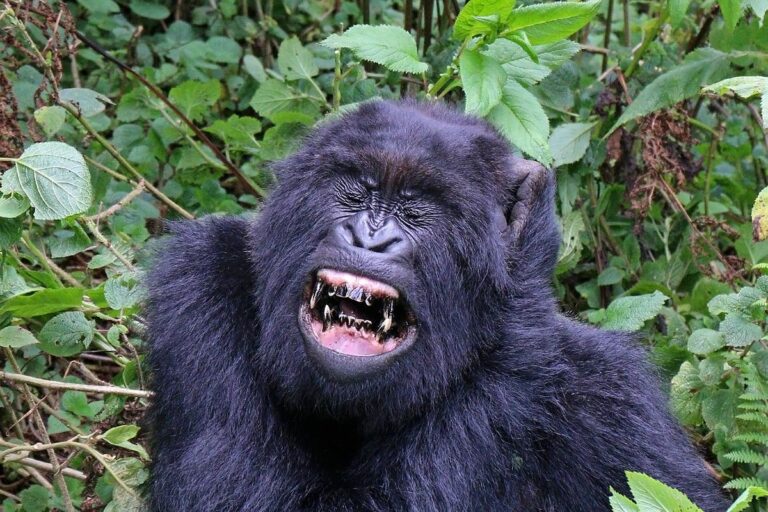 Gorila horská - Foto: Charlesjsharp / Creative Commons / CC-BY-SA-4.0