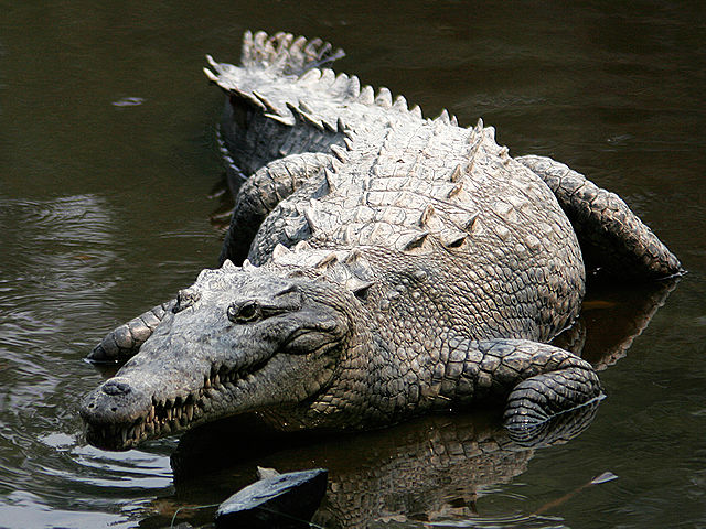 Čenich do „véčka“, zubatý úsměv… Tohle je krokodýl americký z Mexika.(Foto: Tomás Castelazo / commons.wikimedia.org / CC BY-SA 2,5)