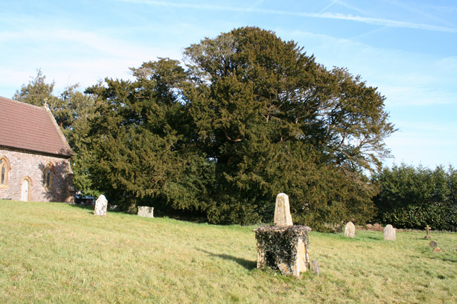 Zlověstný tis se krčí nedaleko britského hřbitova.(Zdroj: Martin Bodman/ commons.wikimedia.org/ CC BY-SA 2.0)