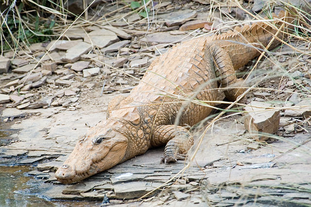 Kdo podle čenichu sázel na aligátora, má smůlu. Jde o krokodýla bahenního, který je jednou z výjimek.(Foto: Paul Asman a Jill Lenoble / commons.wikimedia.org / CC BY 2.0)