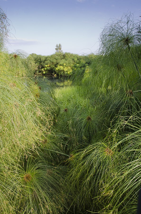 Rostliny Cyperus papyrus. Na kvalitní papyry se musely vybírat ty nejlepší. FOTO: pjt56 ---/Creative Commons/CC BY-SA 3.0