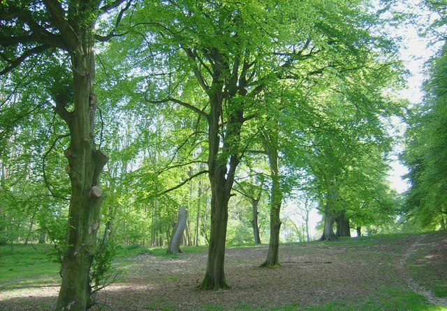 Wychwood Forest je bývalým lovištěm britských panovníků.(Foto: Kurt C / commons.wikimedia.org / CC BY-SA 2.0)