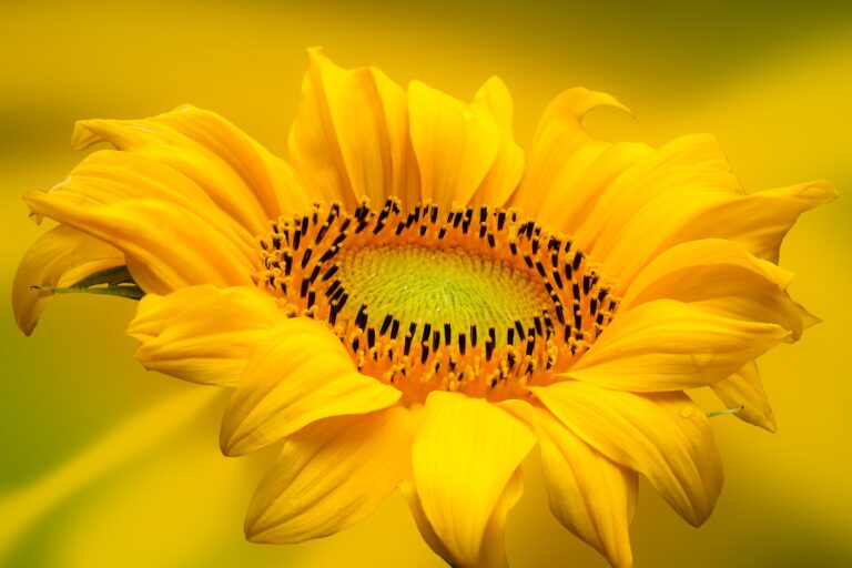 Žlutá barva umí zázraky. Povzbuzuje koncentraci, má vliv na dýchání i nervový systém. Foto: blende12 / Pixabay.