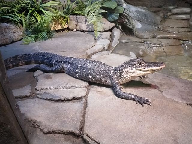 Pohodička: aligátor v ZOO v australském městě Canberra relaxuje.(Foto: Bignuts / commons.wikimedia.org / CC0)