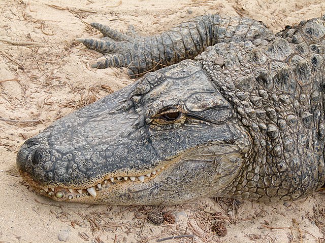 Tady lze vidět klasický tvar čenichu do „U“. Prostě aligátor!(Foto: NorbertNagel / commons.wikimedia.org / CC BY-SA 3.0)
