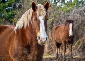 Ochočení tažných zvířat: První koně domácí se pásli na jihu Ruska